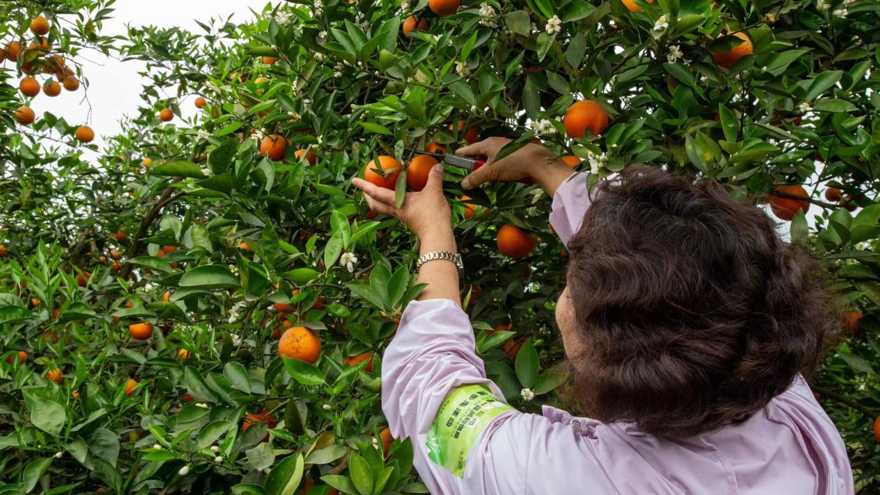 1757042442924408.png 1757042442924408.png