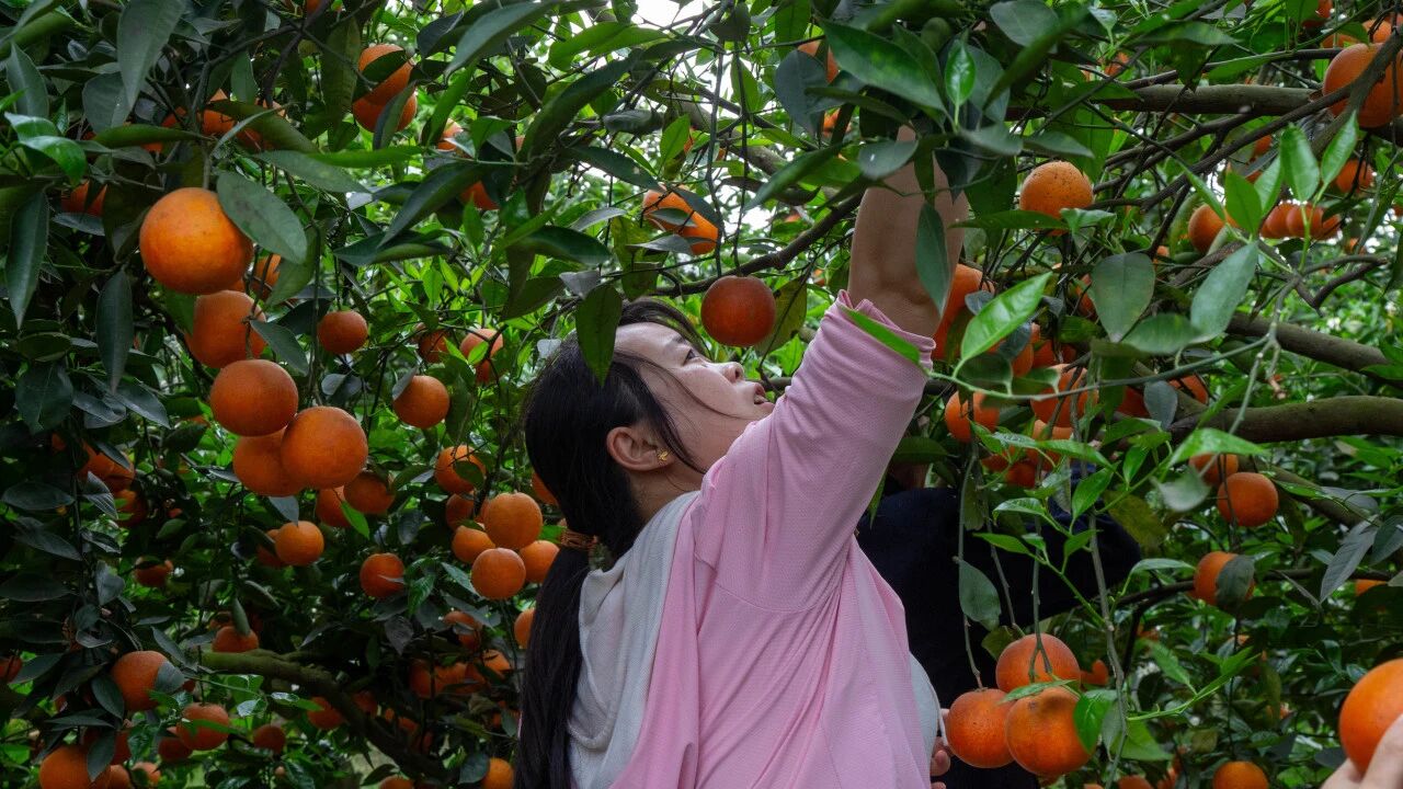 1757042443412330.jpg 1757042443412330.jpg